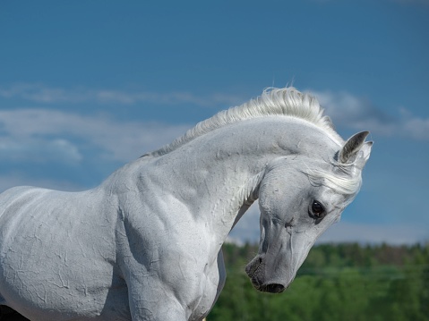 The Arabian breed is a compact, relatively small horse with a small head, protruding eyes, wide nostrils, marked withers, and a short back. It usually has only 23 vertebrae, while 24 is the usual number for other breeds.