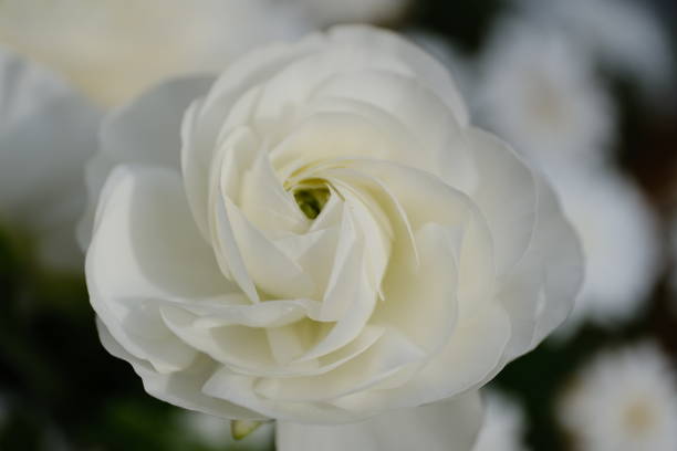 istock Close-up of white Ranunculus flower 1427587549
