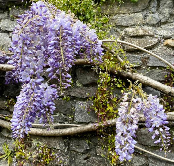 istock Wall Wisteria - County Clare, Ireland 1427587998