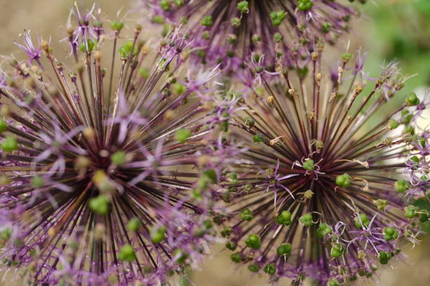 istock Close-up of Allium christophii 1427588948