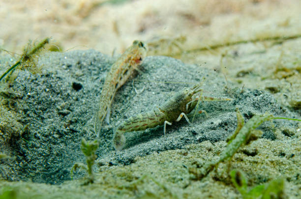 A sand snapping shrimp, Alpheus floridanus, excavates the burrow it shares with an orangespotted goby, nes longus, which watches for danger as the shrimp works.  Blue Heron Bridge, Florida