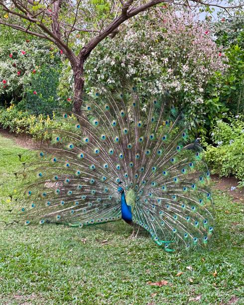 istock Beautiful Peacock Opening His Feathers 1427590560
