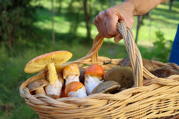 istock selective focus on amanita caesarea in mushrooms basket 1427591517