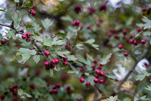 Black mulberry (Morus nigra)