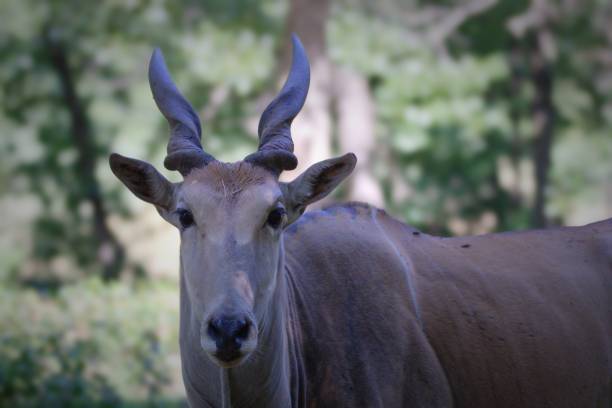 istock A Common Eland with it's twisted horns 1427592247
