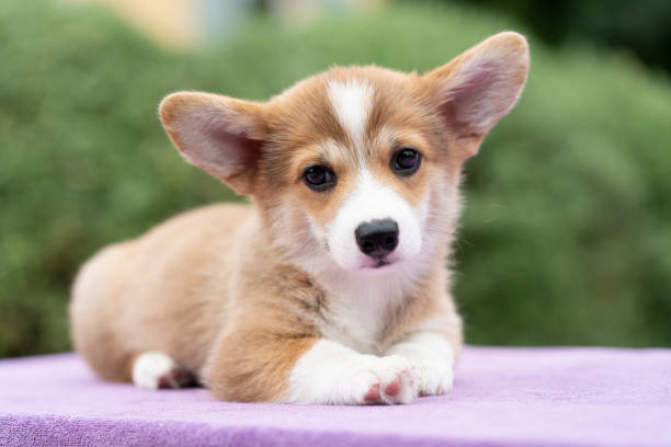 perro cachorro corgi sentado en la mesa en verano día soleado, de cerca - pets friendship green small fotografías e imágenes de stock