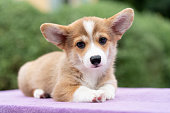 istock Corgi puppy dog sitting on the table in summer sunny day, close up 1427592301