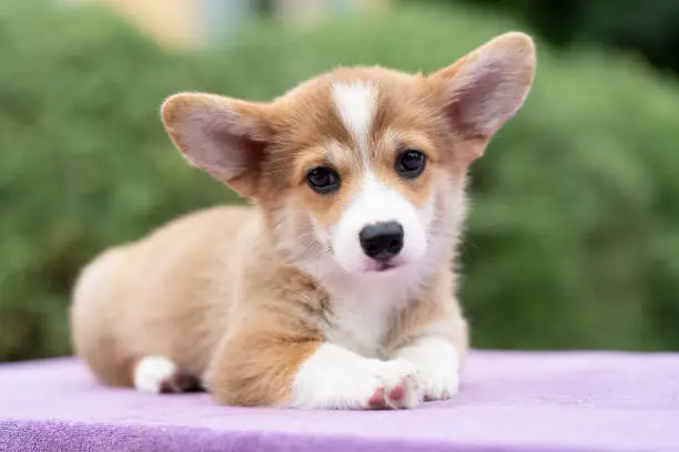 corgi puppy dog sitting on the table in summer sunny day close up