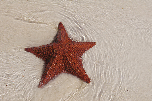 Close up of a starfish on a sunny tropical beach with the sea and sky in the background.\nHoliday/ Vacation concept with copy space.