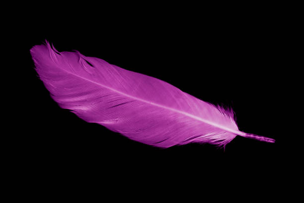 istock violet feather goose on a black isolated background 1427592448
