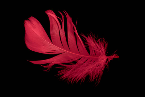 istock a red goose feather on a black isolated background 1427592464