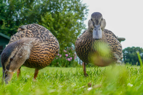 istock A close up wile feeding some ducks on the lawn 1427592748