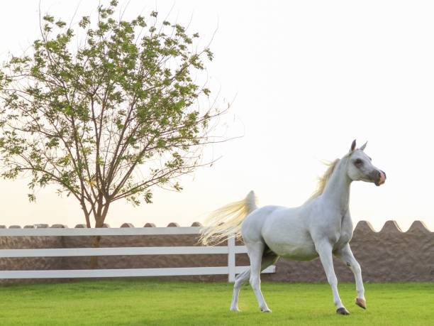 アラビアの馬美しいアラビアの馬 - arabian horse ストックフォトと画像