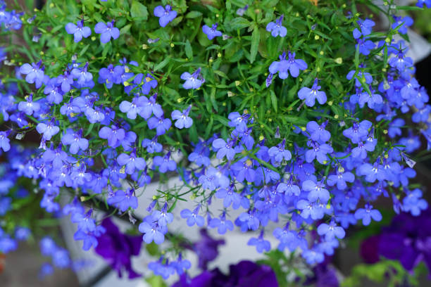 istock Blue lobelia flowers close up 1427593548