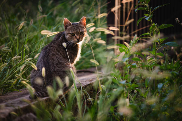 Young striped cat exploring in Hallstatt in Austria
