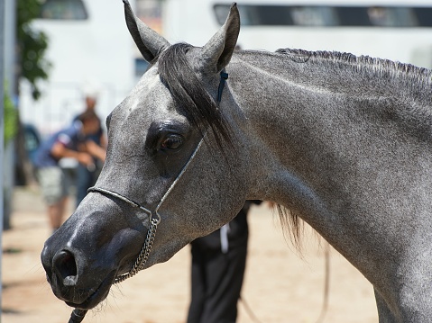 The Arabian breed is a compact, relatively small horse with a small head, protruding eyes, wide nostrils, marked withers, and a short back. It usually has only 23 vertebrae, while 24 is the usual number for other breeds.