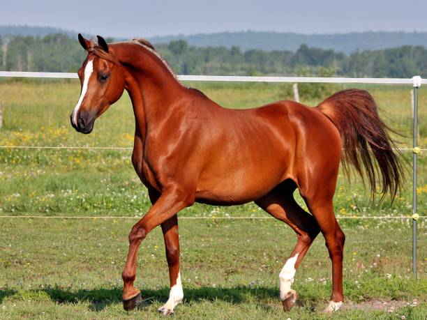 koń arabski piękny koń arabski - arabian horse zdjęcia i obrazy z banku zdjęć