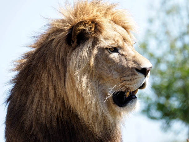 istock Portrait of lion seen from profile 1427595400