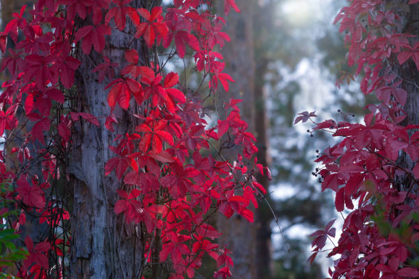 Red leaves of wild grapes on a vine twining around trees in an autumn forest. Selective focus stock photo