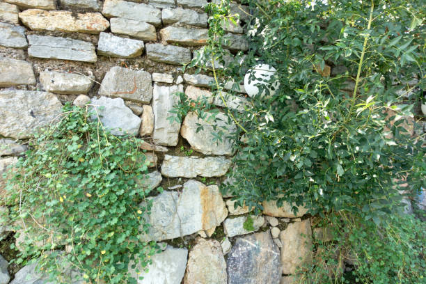 Free Stock Photo of Ancient Olive Tree Growing in Stone Wall | Download ...