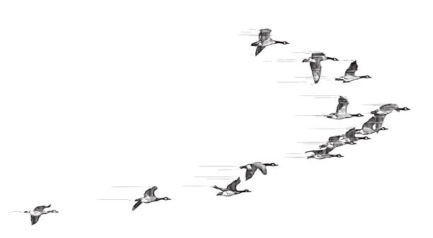 ilustrações de stock, clip art, desenhos animados e ícones de flock of canada geese flying in v-formation - bird leadership flying goose