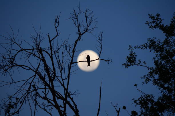 istock Swallow against a defocused full moon 1427596667