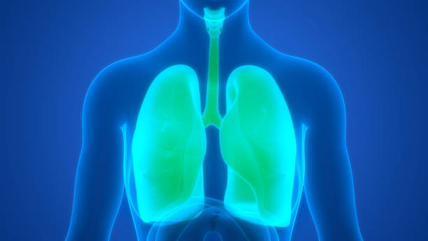 istock Human Respiratory System Lungs Anatomy 1427596793