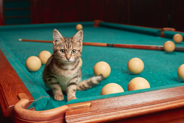 istock Cute tabby kitten sitting on a pool table with balls and a cue. Indoors from low angle view. 1427596993