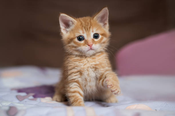 Little ginger british shorthair kitten playing at home, cute thoroughbred pet