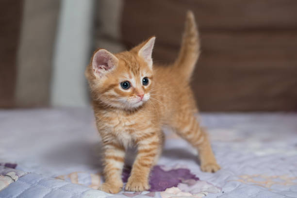 A ginger cat stands alert in a patch of grass next to a building wall, partially framed by blurred green leaves in the foreground. The contrast between the natural greenery and the textured urban structure evokes curiosity and a sense of quiet observation.