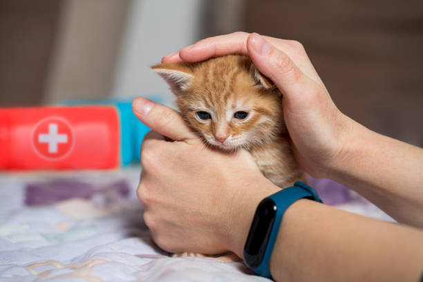Little ginger british shorthair kitten got sick