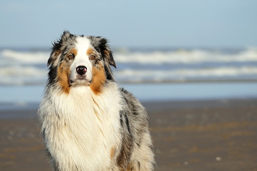 This beautiful Australian Shephard posed in front of the camera on the Dutch beach.