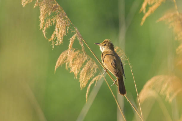 un grande cannaiolo seduto sulla canna e che canta - bird warbler birdsong singing foto e immagini stock