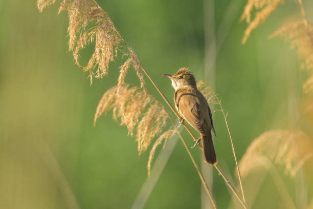 A Great Reed Warbler sitting on reed and singing A Great Reed Warbler sitting on reed and singing, sunny morning in summer, Vienna (Austria) marsh warbler stock pictures, royalty-free photos & images