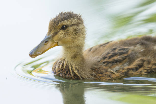 A young mallard swimming on a lake, sunny morning in summer, Vienna (Austria)