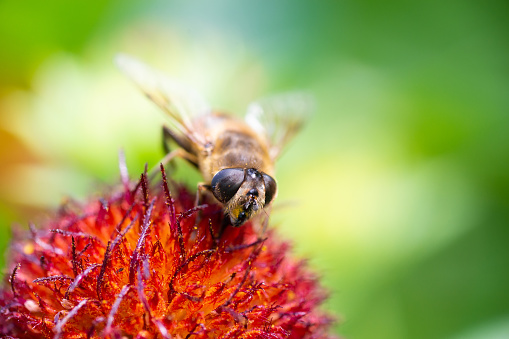 The common drone fly (Eristalis tenax) on   flower