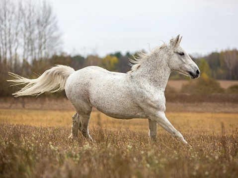 The Arabian breed is a compact, relatively small horse with a small head, protruding eyes, wide nostrils, marked withers, and a short back. It usually has only 23 vertebrae, while 24 is the usual number for other breeds.