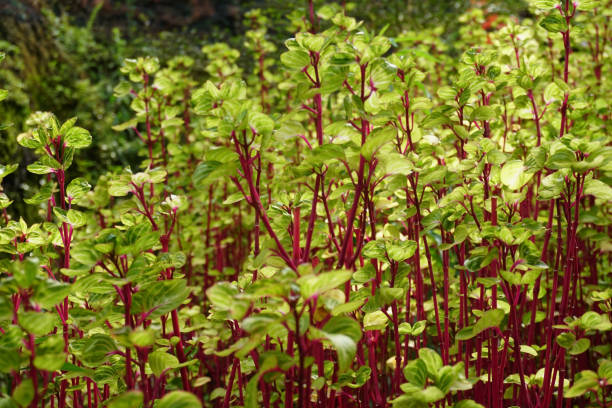 istock ornamental plants with straw trunks 1427603028