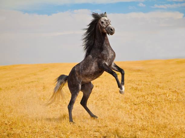 istock Arabian horse beautiful Arabian horse 1427603627