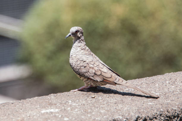 istock Female Brown-headed Cowbird 1427606116
