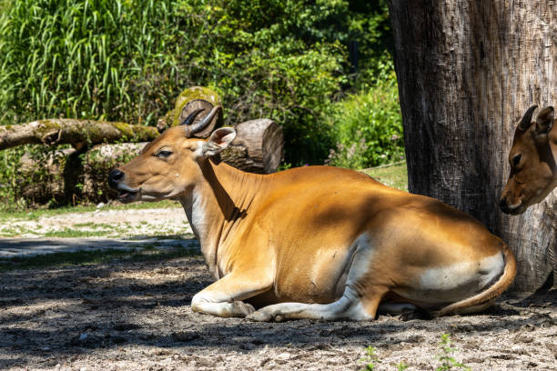 istock Banteng, Bos javanicus or Red Bull is a type of wild cattle. 1427606513