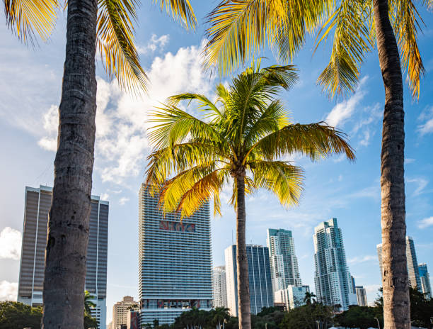 istock Palm trees in Downtown Miami 1427606948