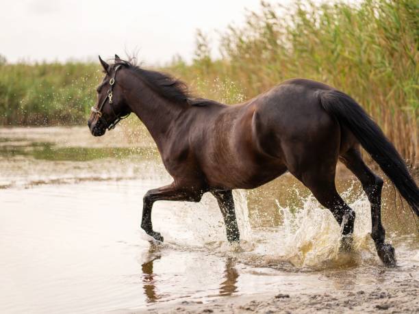 istock Arabian horse beautiful Arabian horse 1427607764