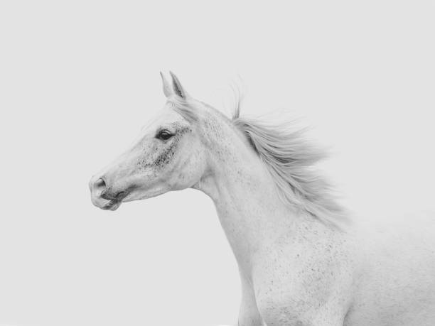 kuvapankkikuvat ja rojaltivapaat kuvat aiheesta arabian hevonen kaunis arabialainen hevonen - white horse