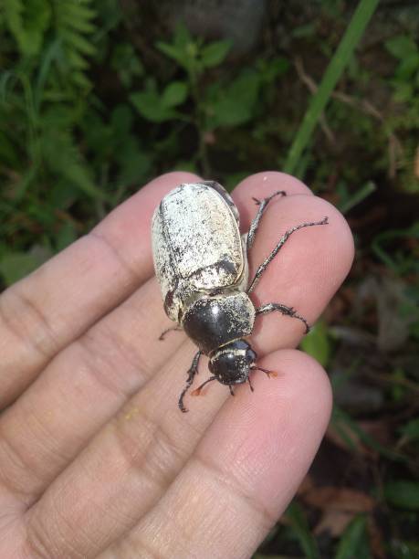 istock Beetles, black and white beetles are looking for food 1427608588