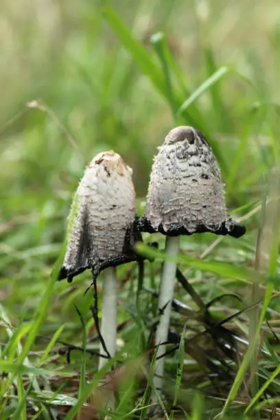 nature concept - chicken-leg mushroom growing in grass close up