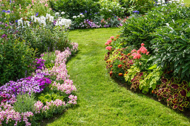 istock Blossoming flowerbeds with bright flowers on sunny day 1427608953