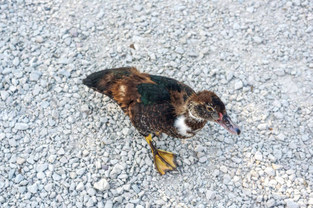 Dirty duck walking on pebble road after swimming in marsh looks for food leftovers. Domestic bird stands on stone road of farm yard