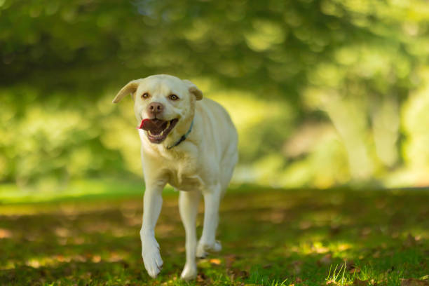 istock Labrador running in woodland 1427610342