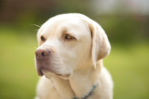 Portrait of a cute dog in white colour. Close-up shot.